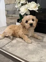 Daysi, a male Maltipoo for sale in Houston, TX – 1 of 3