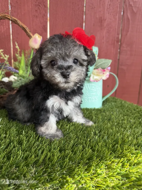 Luna – Maltipoo puppy for sale in Houston, TX