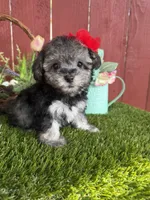 Luna, a female Maltipoo for sale in Houston, TX – 1 of 6