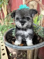 Luna, a female Maltipoo for sale in Houston, TX – 1 of 2