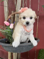 Maya, a female Maltipoo for sale in Houston, TX – Photo 3 of 4