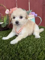 Maya, a female Maltipoo for sale in Houston, TX – Photo 2 of 4