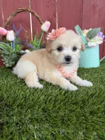Maya, a female Maltipoo for sale in Houston, TX – Photo 4 of 4
