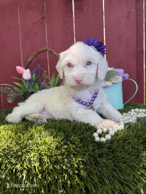 Maya – Maltipoo puppy for sale in Houston, TX
