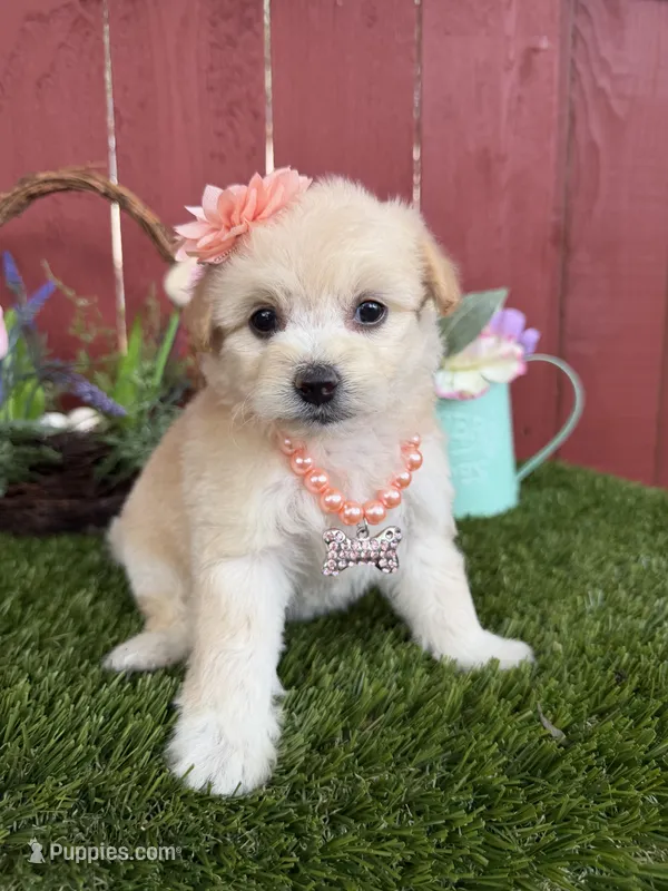 Maya – Maltipoo puppy for sale in Houston, TX