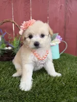 Maya, a female Maltipoo for sale in Houston, TX – Photo 1 of 4