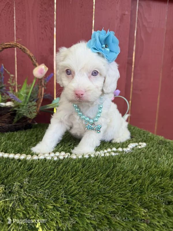 Maya – Maltipoo puppy for sale in Houston, TX