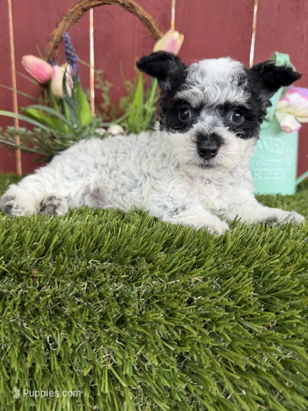 Bambino – Maltipoo puppy for sale in Houston, TX