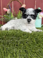 Bambino, a male Maltipoo for sale in Houston, TX – 1 of 3