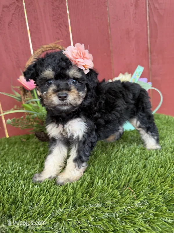 Maya – Maltipoo puppy for sale in Houston, TX