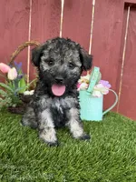 Benji, a male Maltipoo for sale in Houston, TX – 1 of 3