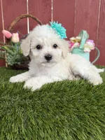 Maya, a female Maltipoo for sale in Houston, TX – 2 of 2