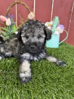 Benji, a male Maltipoo for sale in Houston, TX – 3 of 3