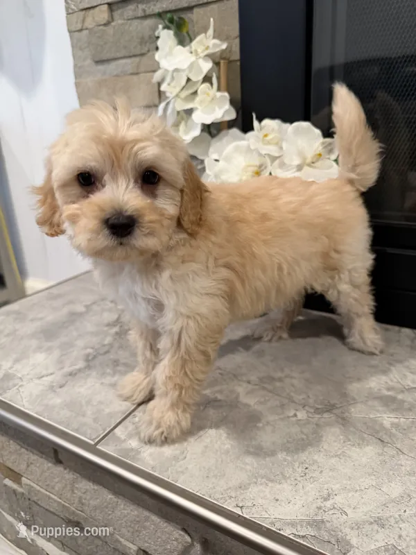 Maya – Maltipoo puppy for sale in Houston, TX