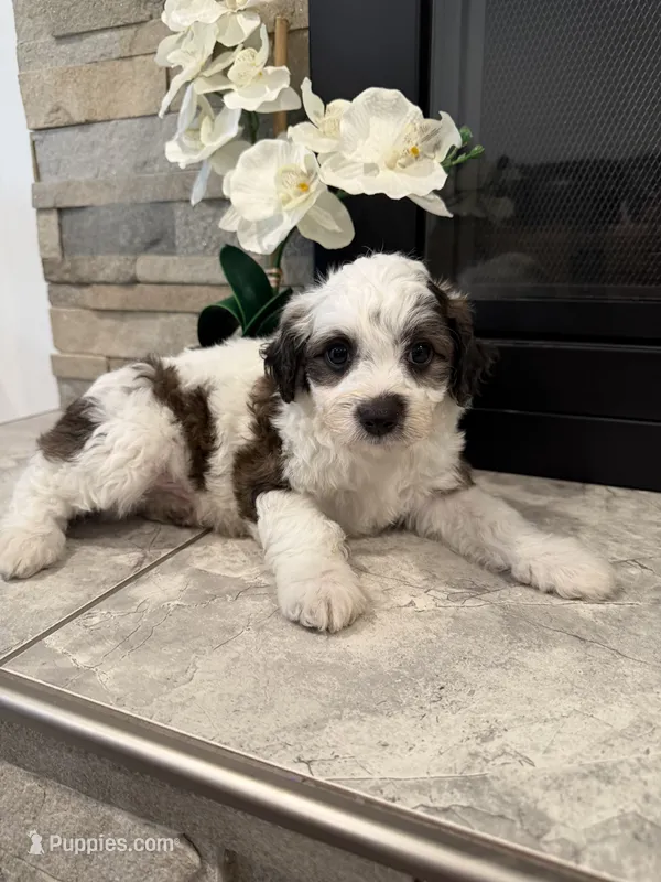 Bruno – Maltipoo puppy for sale in Houston, TX