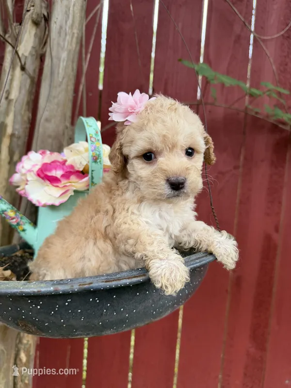 London – Maltipoo puppy for sale in Houston, TX