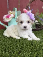 London, a female Maltipoo for sale in Houston, TX – Photo 4 of 4