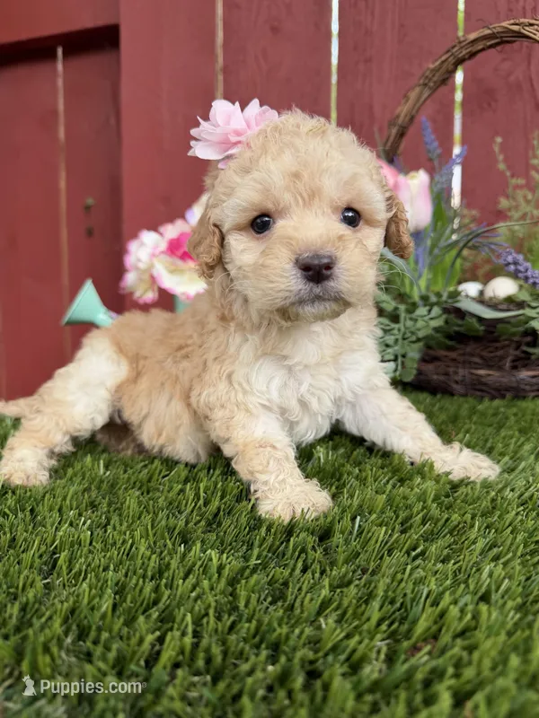 London – Maltipoo puppy for sale in Houston, TX