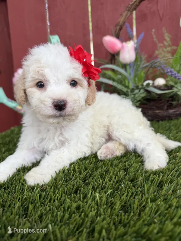 London – Maltipoo puppy for sale in Houston, TX