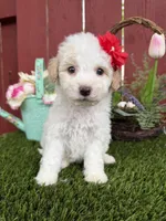 London, a female Maltipoo for sale in Houston, TX – Photo 2 of 4