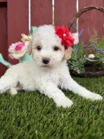 London, a female Maltipoo for sale in Houston, TX – Photo 3 of 4