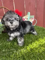 Luna, a female Maltipoo for sale in Houston, TX – 2 of 6