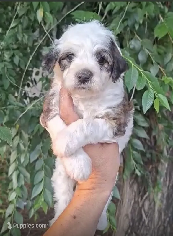 Bruno – Maltipoo puppy for sale in Houston, TX