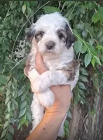 Bruno, a male Maltipoo for sale in Houston, TX – 1 of 1