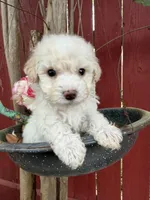 Bambino, a male Maltipoo for sale in Houston, TX – Photo 2 of 2