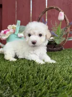 Bambino, a male Maltipoo for sale in Houston, TX – Photo 1 of 2