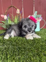 Luna, a female Maltipoo for sale in Houston, TX – 5 of 6