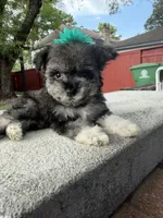 Luna, a female Maltipoo for sale in Houston, TX – 2 of 2