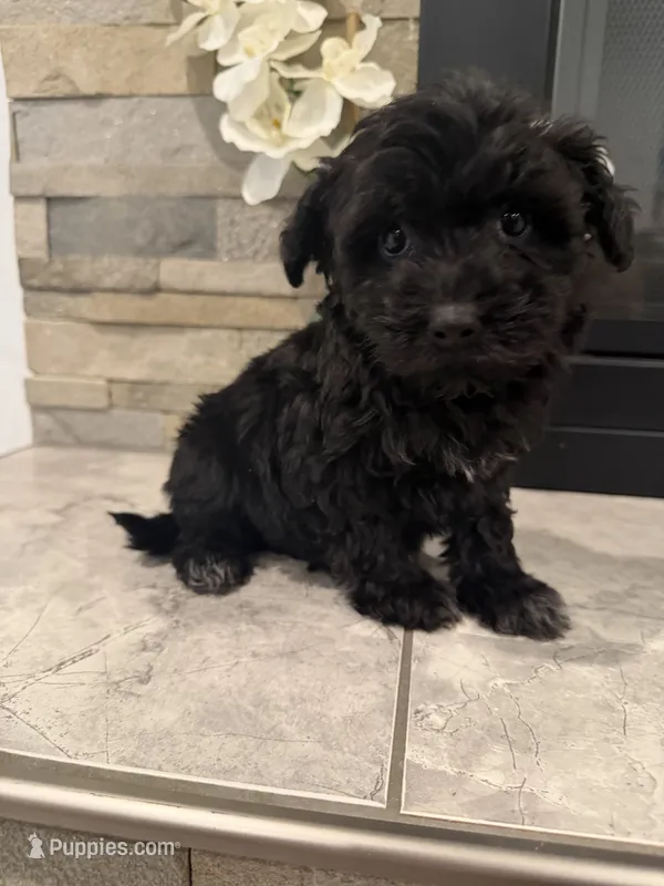 Lily – Maltipoo puppy for sale in Houston, TX