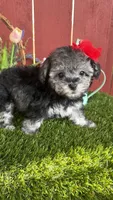 Luna, a female Maltipoo for sale in Houston, TX – 3 of 6