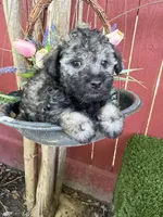 Benji, a male Maltipoo for sale in Houston, TX – 2 of 3