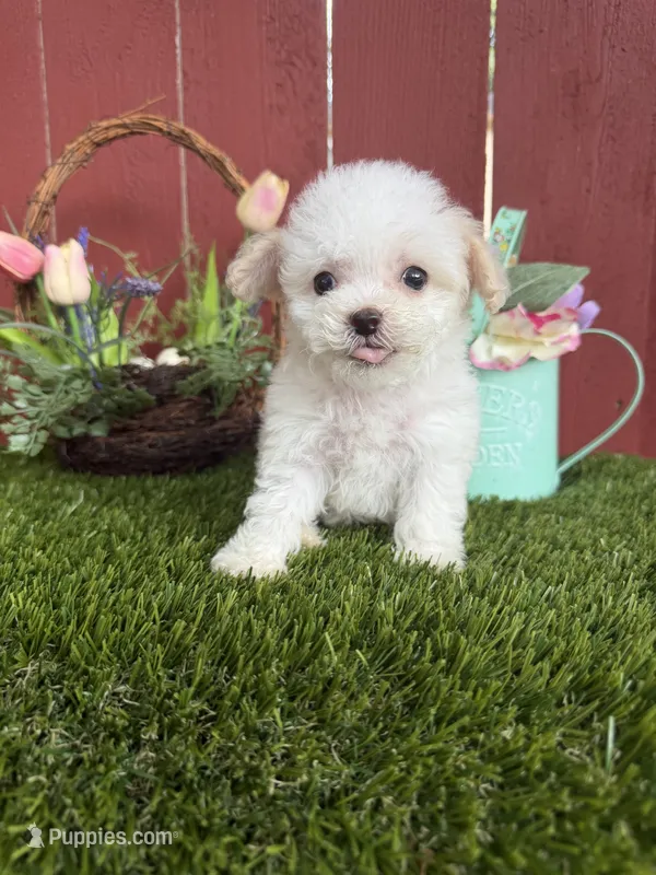 Benji – Maltipoo puppy for sale in Houston, TX