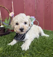 Lucas, a male Maltipoo for sale in Houston, TX – 2 of 4