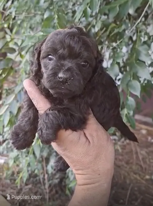 Lily – Maltipoo puppy for sale in Houston, TX