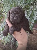 Lily, a female Maltipoo for sale in Houston, TX – 1 of 1