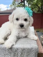 Maya, a female Maltipoo for sale in Houston, TX – 1 of 2