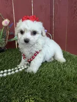 Chloe, a female Maltipoo for sale in Houston, TX – 2 of 5