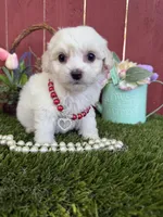 Chloe, a female Maltipoo for sale in Houston, TX – 4 of 5