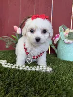 Chloe, a female Maltipoo for sale in Houston, TX – 3 of 5