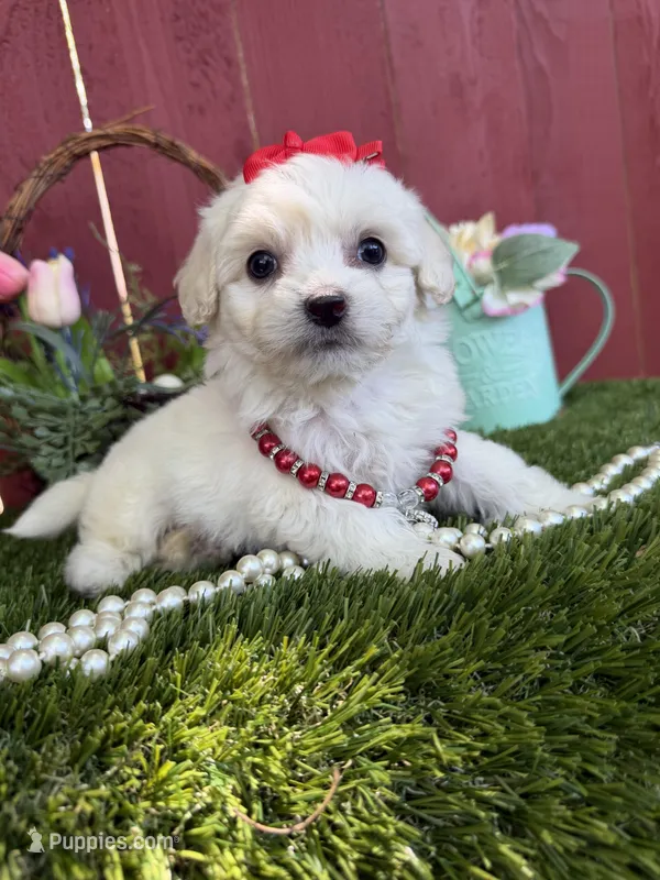 Chloe – Maltipoo puppy for sale in Houston, TX