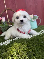 Chloe, a female Maltipoo for sale in Houston, TX – 1 of 5