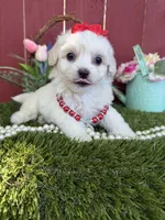 Chloe, a female Maltipoo for sale in Houston, TX – 5 of 5