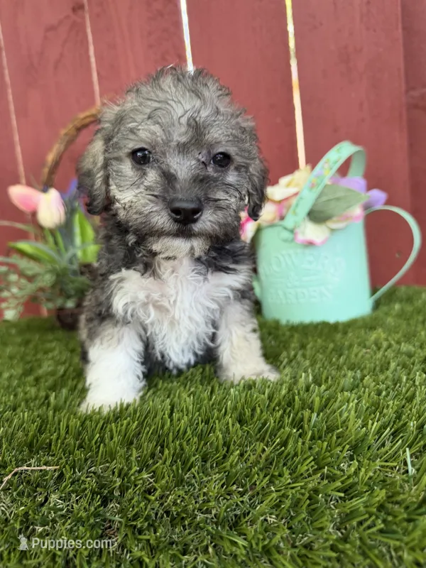 Toby – Maltipoo puppy for sale in Houston, TX