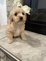 Daysi, a male Maltipoo for sale in Houston, TX – 3 of 3