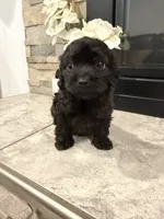 Toby, a male Maltipoo for sale in Houston, TX – 2 of 3