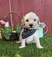 Lucas, a male Maltipoo for sale in Houston, TX – 3 of 4